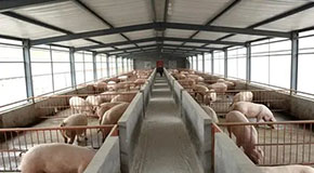 超7000㎡，零下30℃，来看世界杯南美区预选赛第二轮积分榜内蒙鄂尔多斯猪舍供暖项目